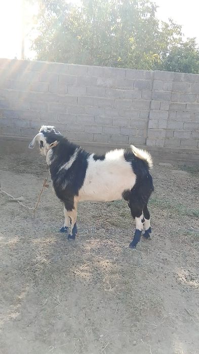 Козёл пародистый