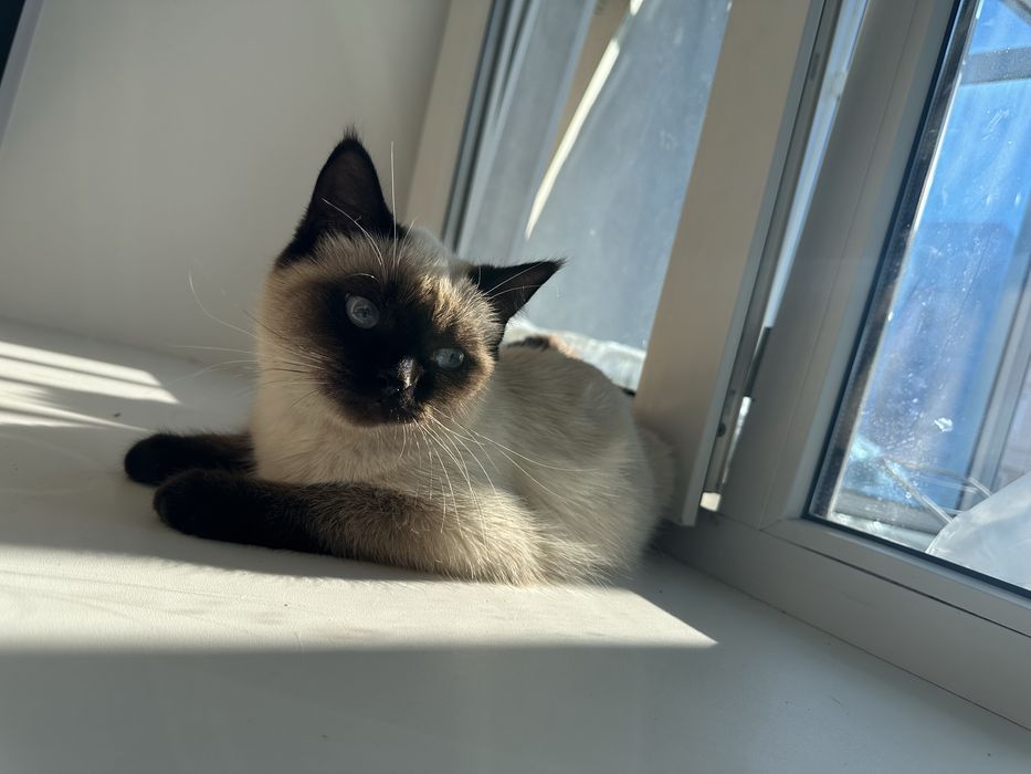 Сиамская кошка!!