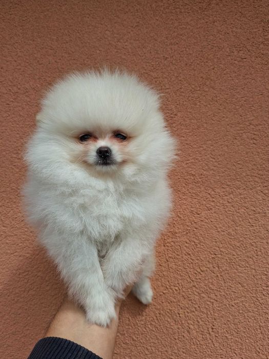 Предлага се Померански шпиц