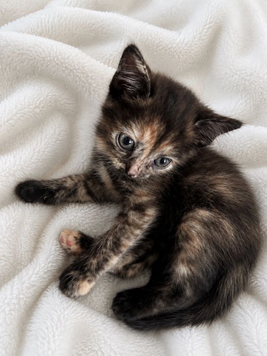 Котята шотландской вислоухой кошки