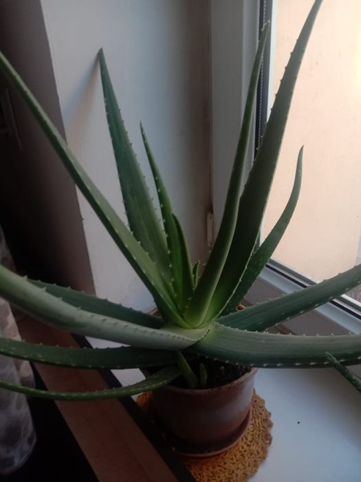 Кактус алоэ вера