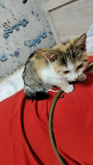 Котенок, около мес