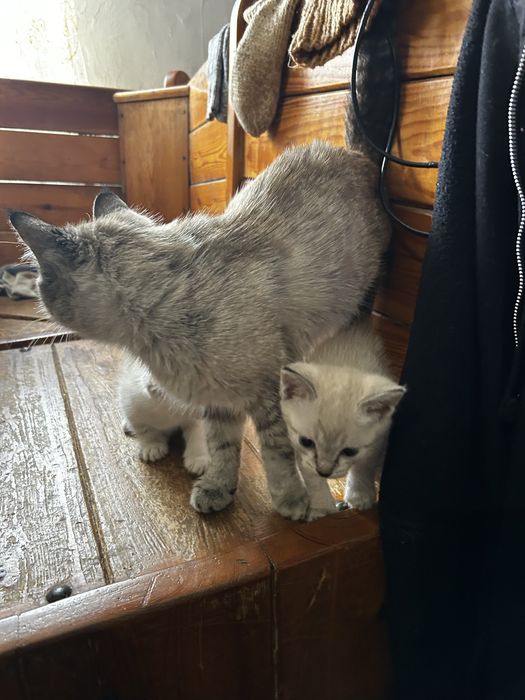 Малыши котятки ищут любящую и добрую семью