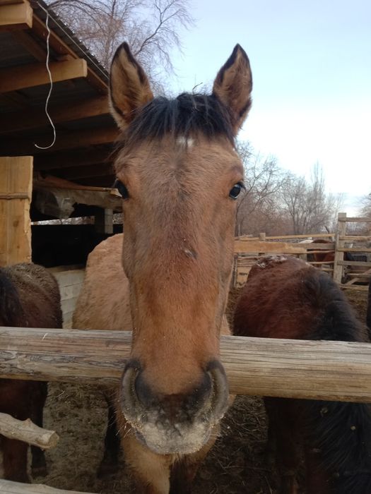 5байтал 3жабагы сау