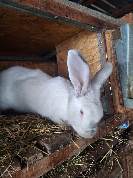 Продам недорого кроликов