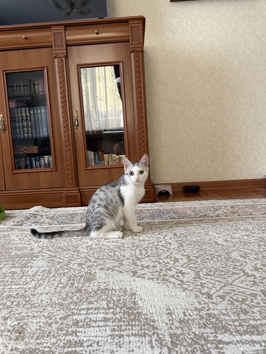 Добрый котенок ищет себе хозяина.