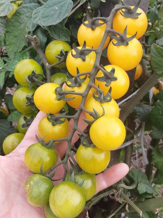 Участок земли в городе