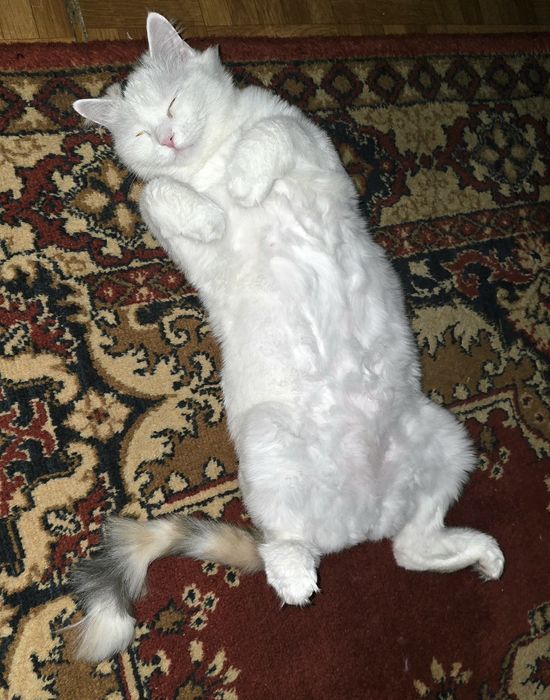 Отдам кошку в добрые руки!