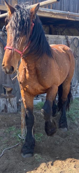 Жеребец Владимирский Тяжеловоз 7 лет