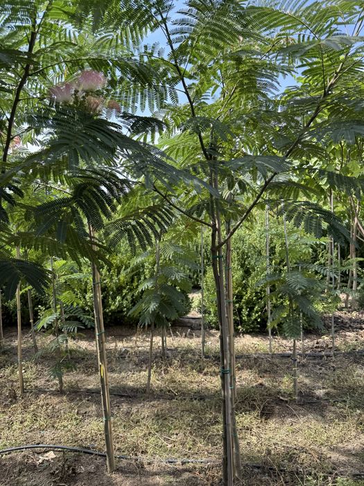 Albizia julibrissin - arborele de matase
