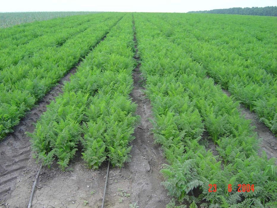 Капельное орошение