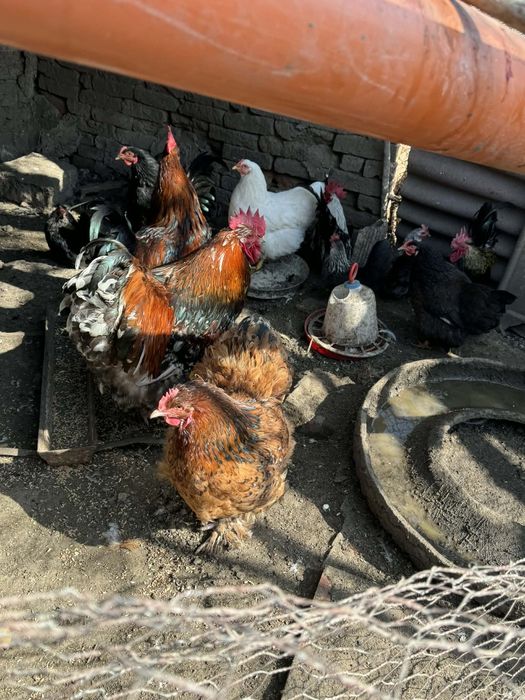 Продавам  животни.