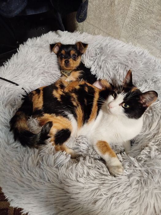 Отдам красивую кошечку