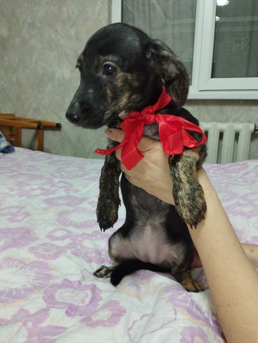 Уникальные малыши ищут дом!