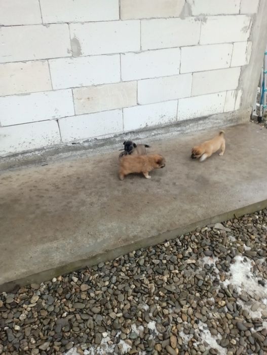 Donez căței talie mica