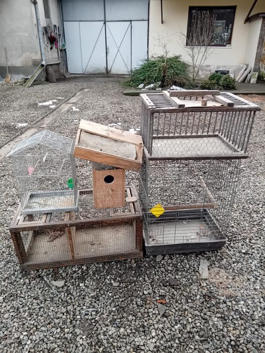 Porumbei de vânzare