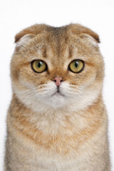 Котята на продажу