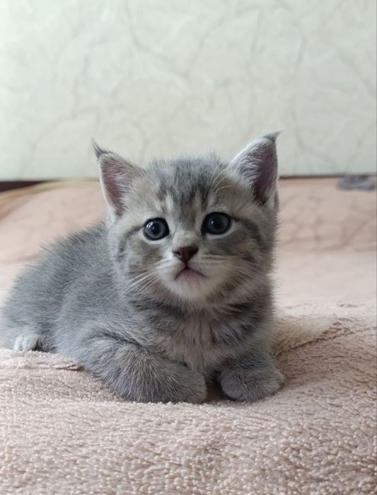 Продаются котята скоттиш фолд