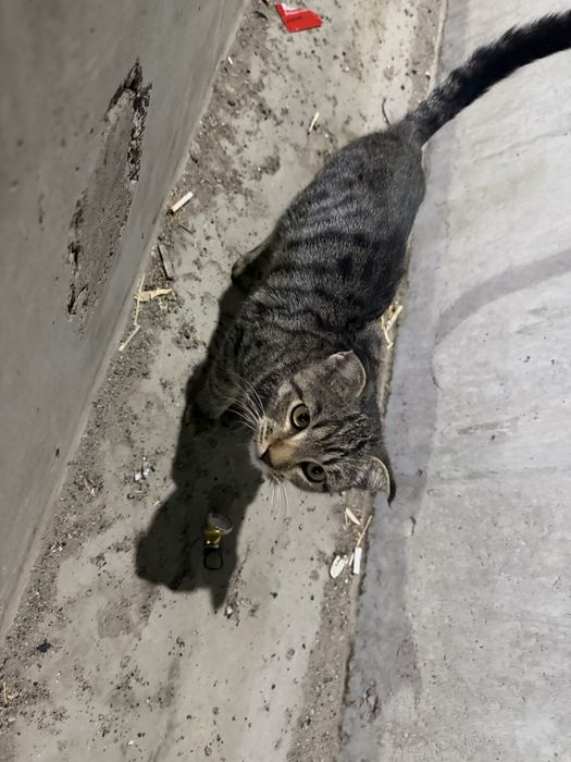Бесплатно, вислоухий котенок нашел на улице
