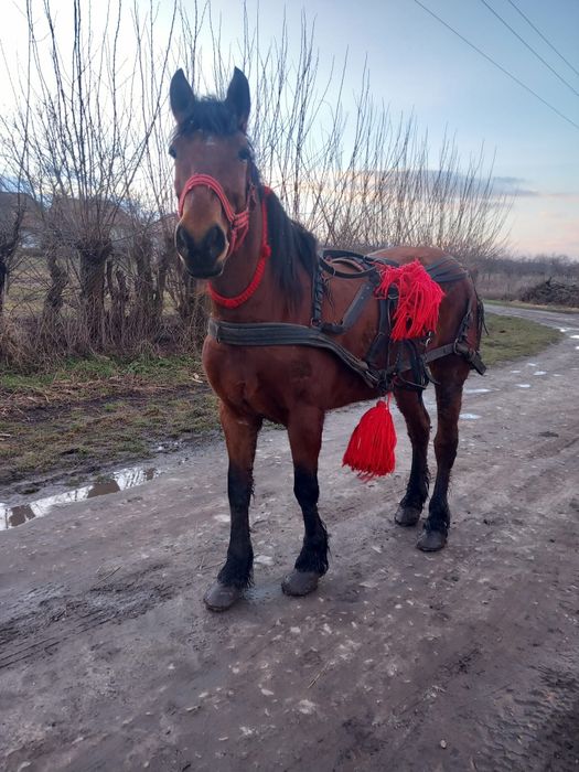 De vânzare iapa garantată de ham gestanta de 5 luni