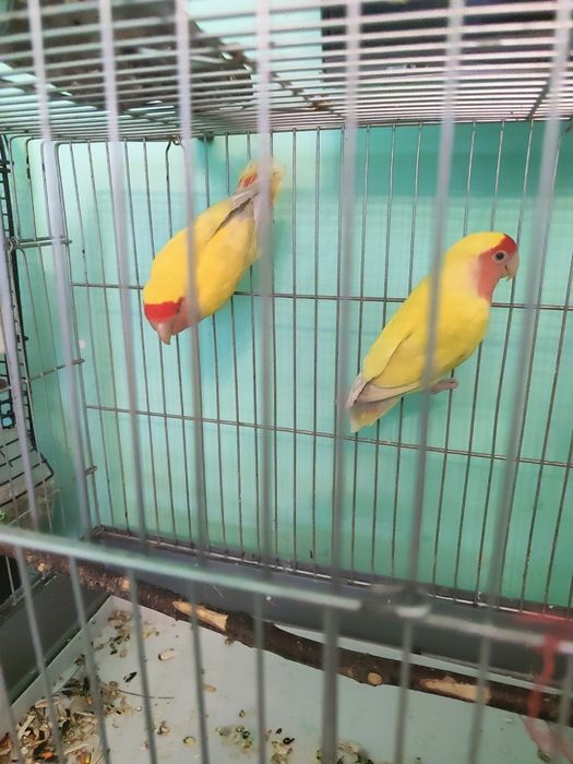 Nerazluchka 1 yoshda tuhumga ishlashvoti