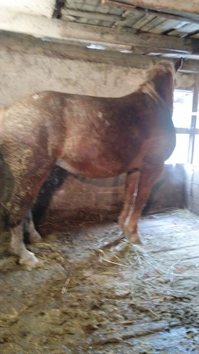 Тяжеловес росийский