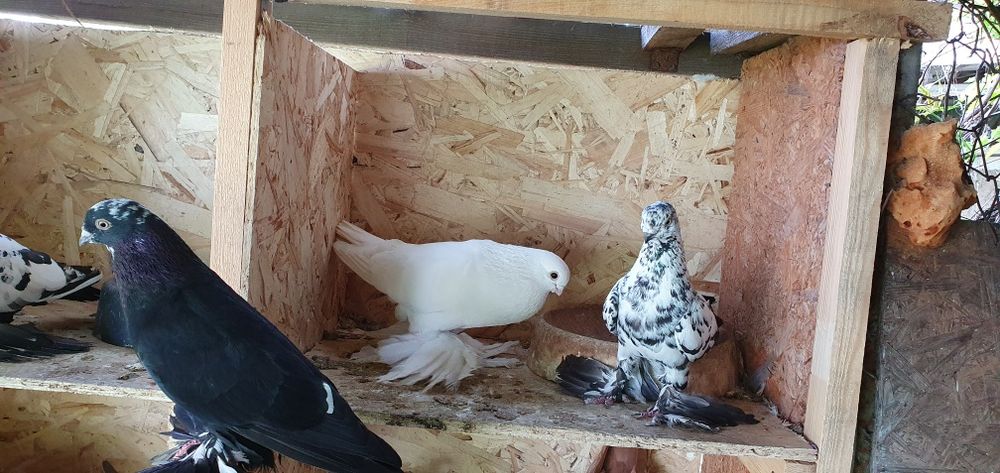 Голуби бойные игровые