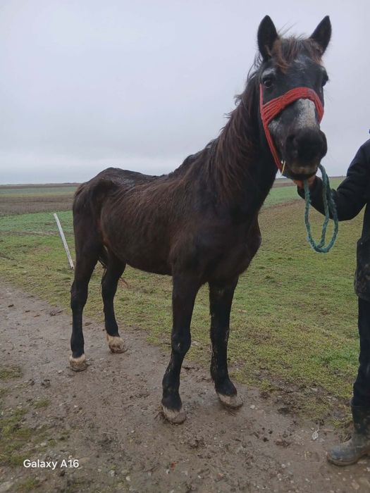 Vând sau schimb cal