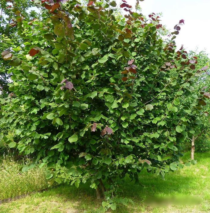 Орехи фундук лещина грецкий