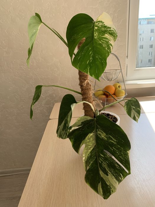 Монстера Альба продам