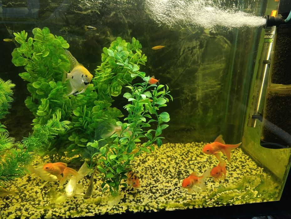 Akvaryum va baliqlar optim sotiladi