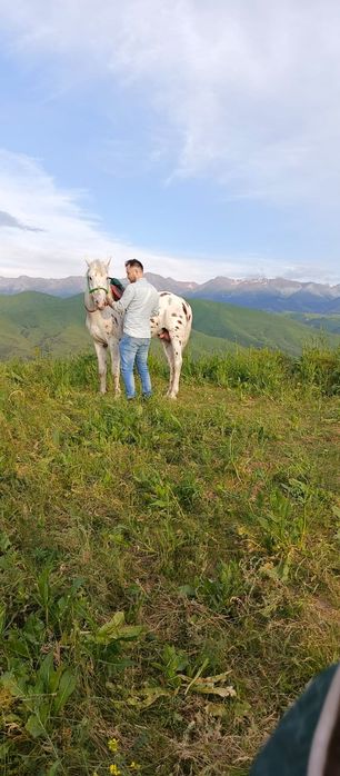 Содержание Лошадей, Дом Для Ваших Лошадей. Постой Лошадей