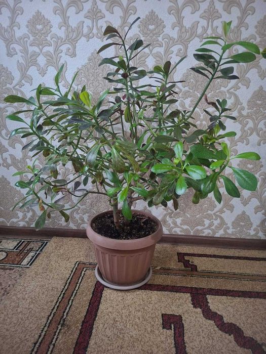 Продам Синадениум Гранта