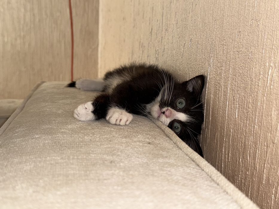Котенок, примерно 3 месяца
