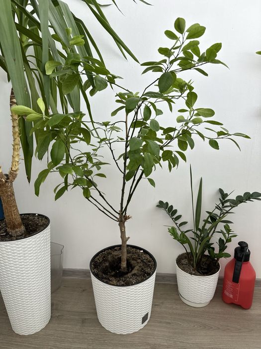 Мандариновое дерево плодоносящее