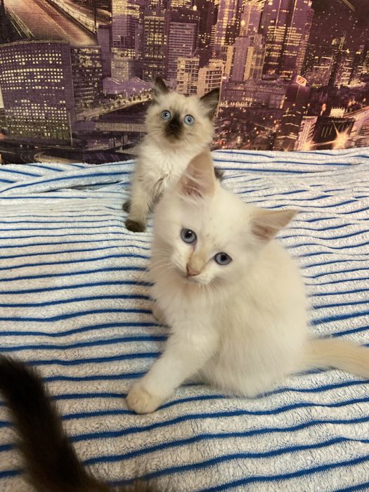 Отдам котят в добрые руки