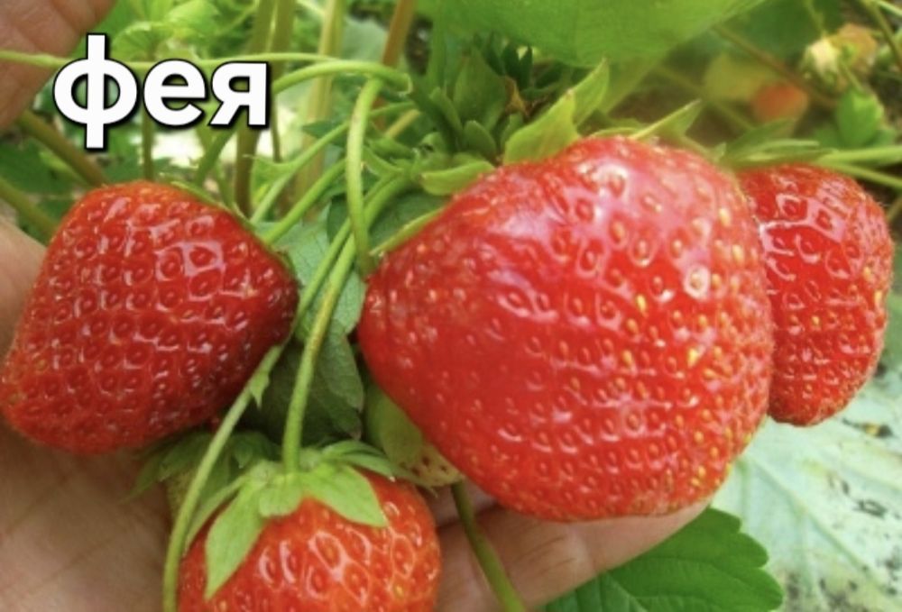 Продам саженцы клубники
