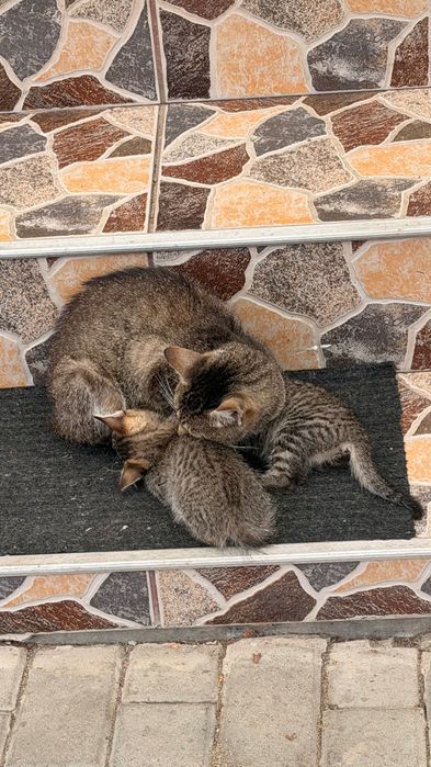 Donez 2 pisoi mici și drăguți! Pisoii se află în Viisoara, jud Cluj.