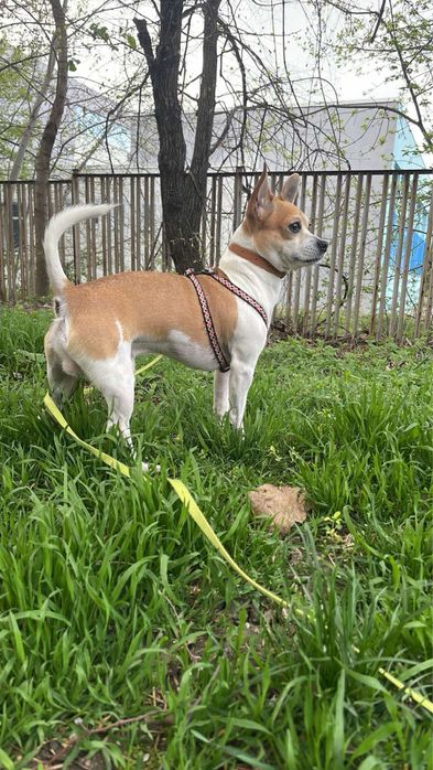 Разхождам кучета | ж.к. Младост