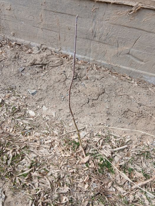 Клён ағаштары бар