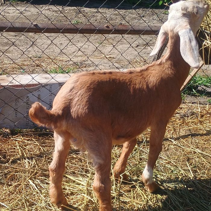 Iezi de vanzare preț 25 lei kg