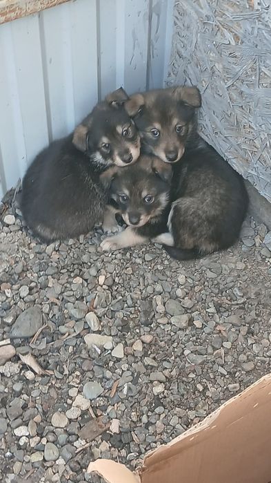 щенки подобраны на улице