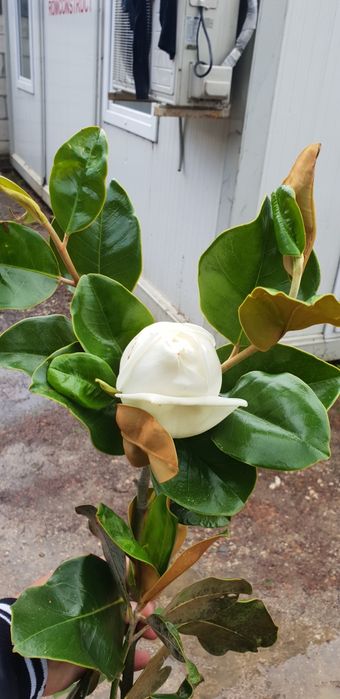 Magnolie grandiflora Fhotinia salcam robinia catalpa prunus pissardi