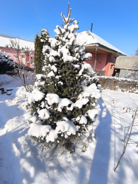 Продам зеленые пышные елки!