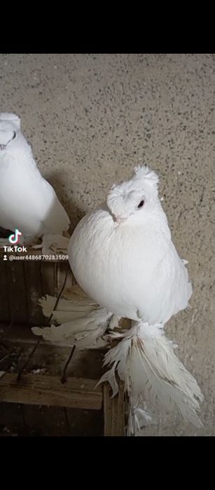 Например iphonehf