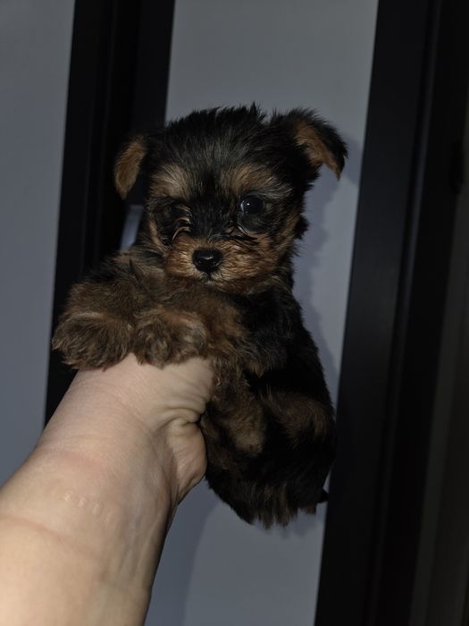 Мини Йорки момчета