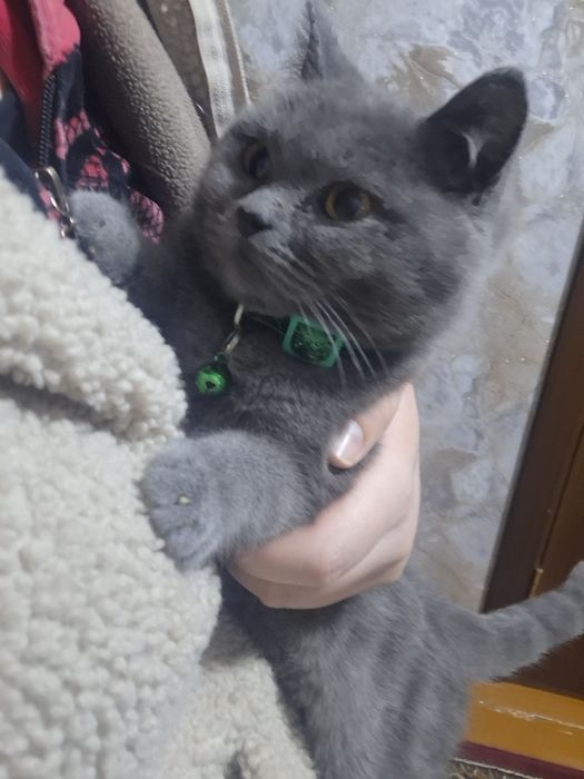 Mushik sotiladi zotli