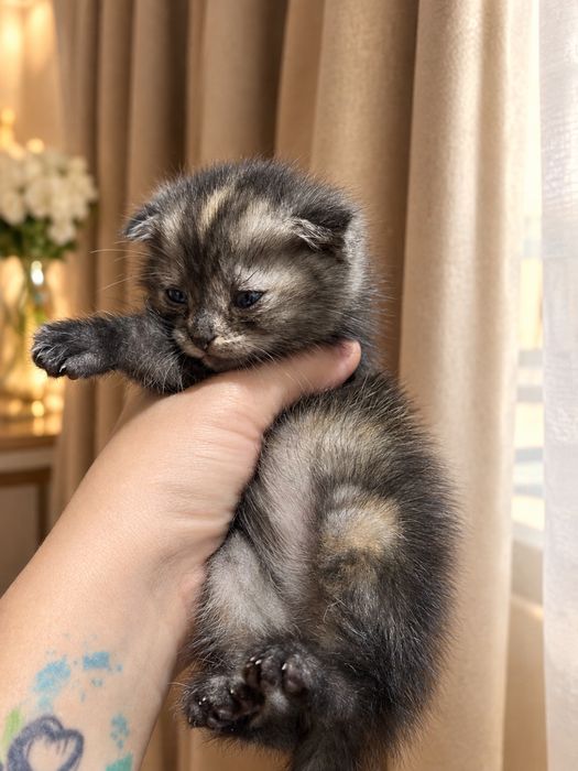 Продам котям скоттиш фолд
