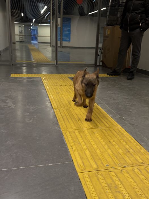 Щенок белгийский малинуа