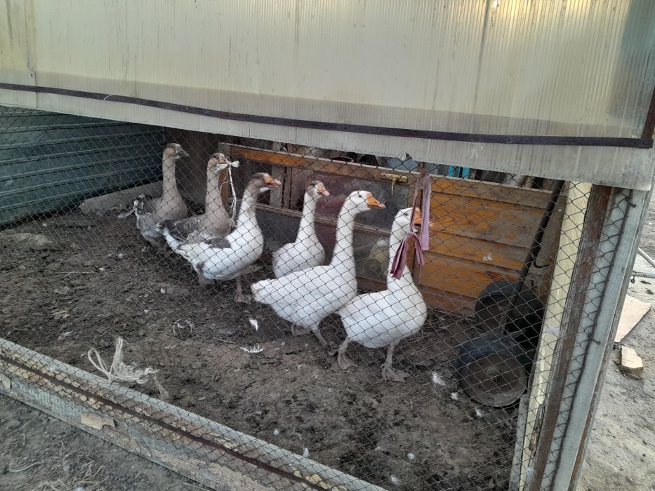 Продам Гусей,Индюков,Кроликов.